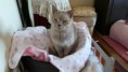 /album/os-nossos-gatos/cynthia-6-jpg1/